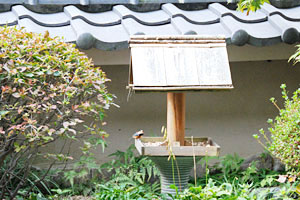 鳥の餌場
